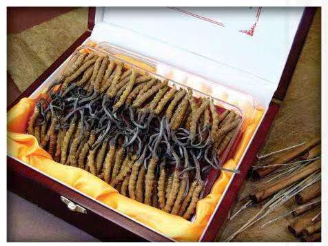 平鲁冬虫夏草回收